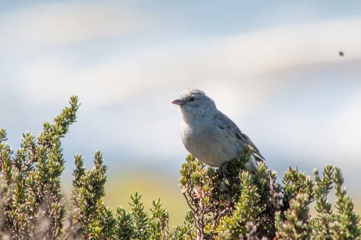 Plumbeous Sierra-Finch at Reserva Antisana